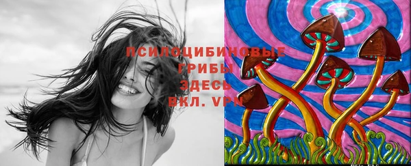 прущие грибы Ельня